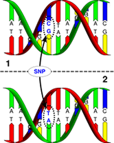 Image of genetic chromosomes